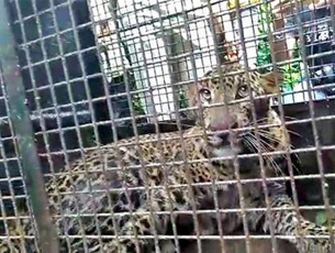 Leopard found dead on tree